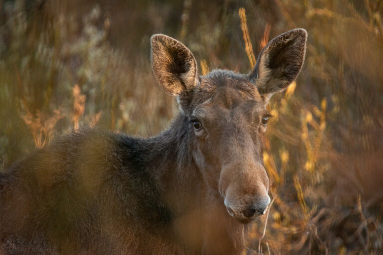 Eesti aasta loom 2025 on põder! - Tallinn Zoo